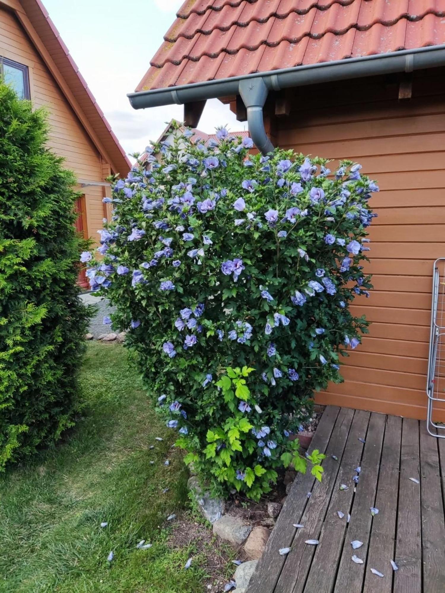 Ferienhaus Bliev-Hee Nr 4 คลิงค์ ภายนอก รูปภาพ